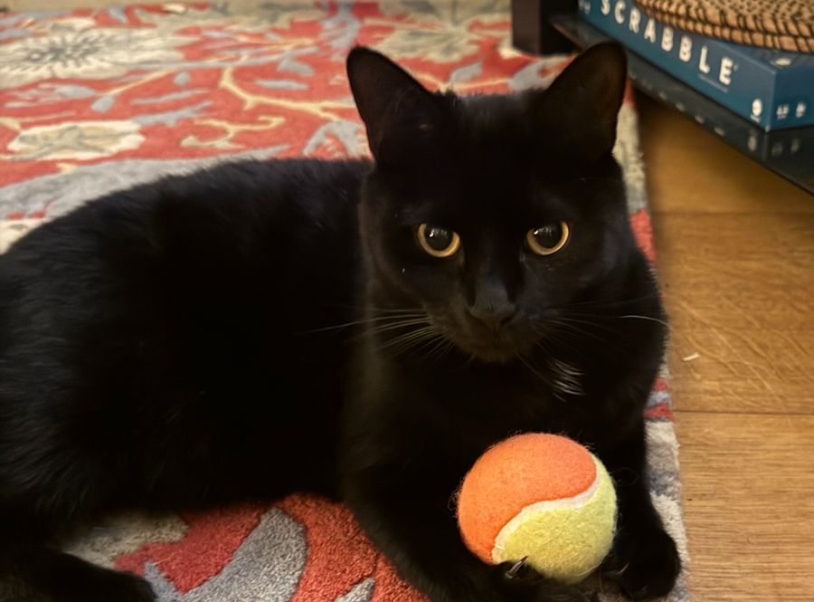 Pinot, a black cat, lying on a rug with a tennis ball between her paws